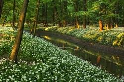 Czosnek niedźwiedzi w rezerwacie Łężczok fot. T. Sczansny