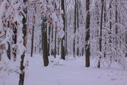 Zimowy las fot. T. Sczansny