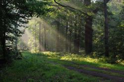 Las o brzasku fot. T. Sczansny