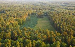 Zrąb i młodnik  fot. T. Sczansny