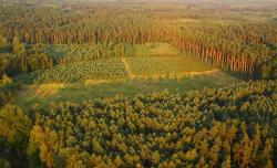 Zrąb i młodniki  fot. T. Sczansny