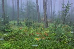 Jesienny las  fot. T. Sczansny