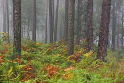 Orlica pospolita w sosnowym borze  fot. T. Sczansny