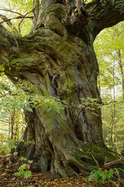 Najgrubszy grab w Polsce fot. T. Sczansny