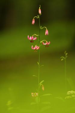 Lilia złotogłów fot. T. Sczansny