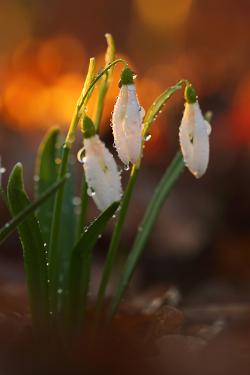 Śnieżyczka pzebiśnieg fot. T. Sczansny