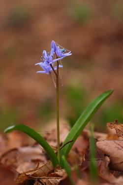 Cebulica dwulistna fot. T. Sczansny