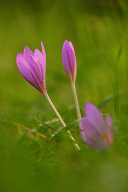 Zimowit jesienny fot. T. Sczansny