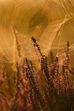 Jesienne wrzosy fot. T. Sczansny