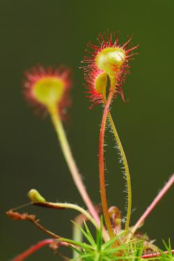 Rosiczka okrągłolistna fot. T. Sczansny