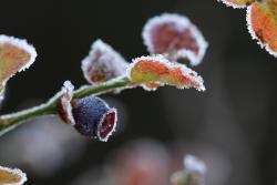 Borówka czernica fot. T. Sczansny