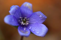 Przylaszczka pospolita fot. T. Sczansny